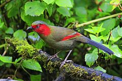 Scarlet-faced Liocichla